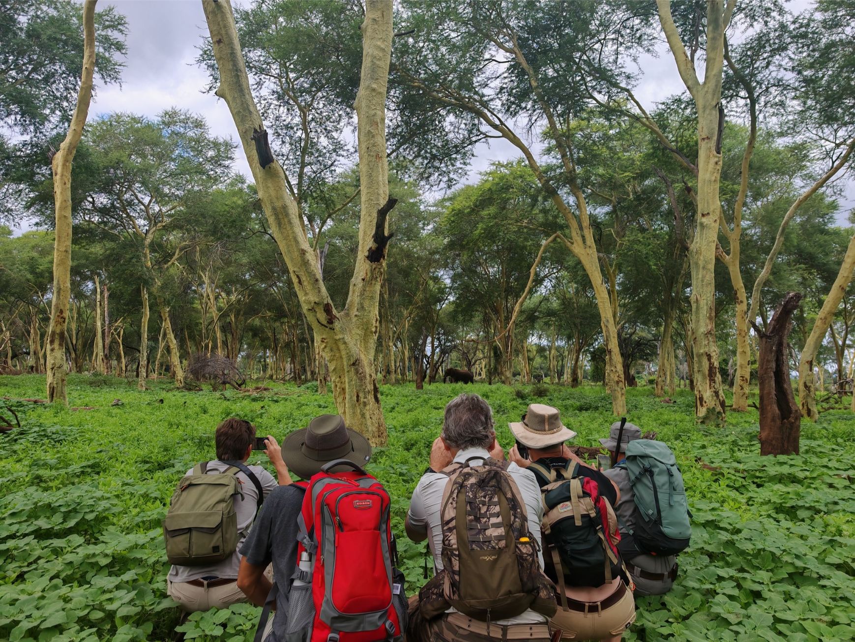 5 men crouch in fever tree forest and look at an elephant through binoculars